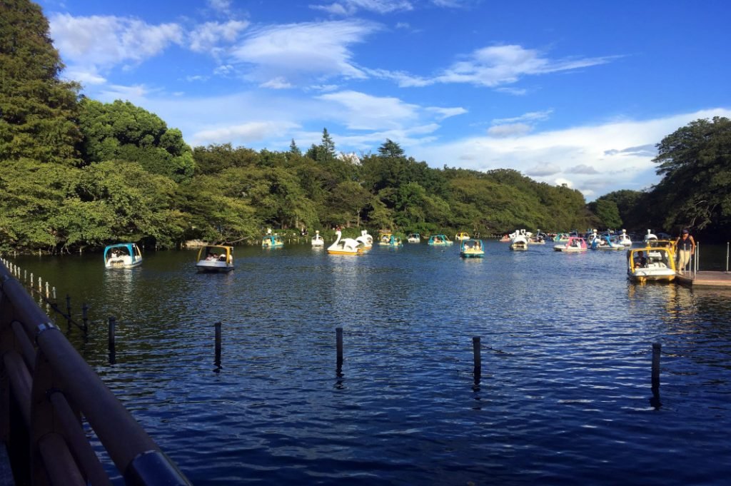 🏞️ 이노카시라 은사공원(이노카시라 온시코엔) 이미지 7